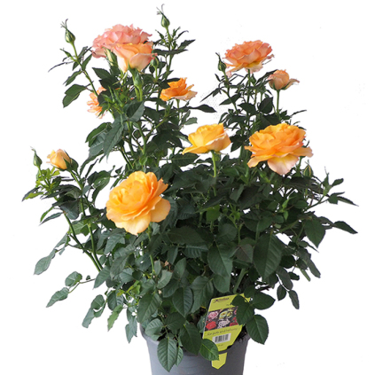 Sweet home Roses®