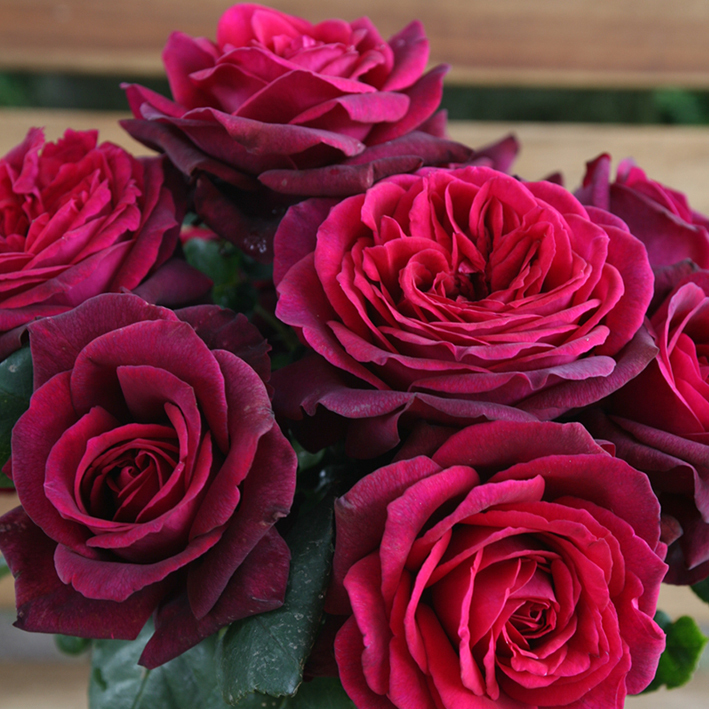 Royal Parfuma Gräfin Diana