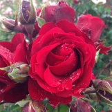 Rosa Crazy in Love Red