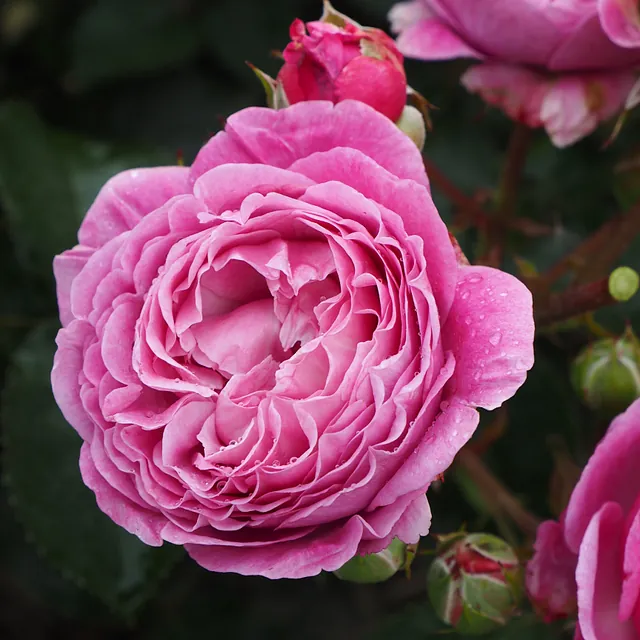 Cupcake Flower Circus